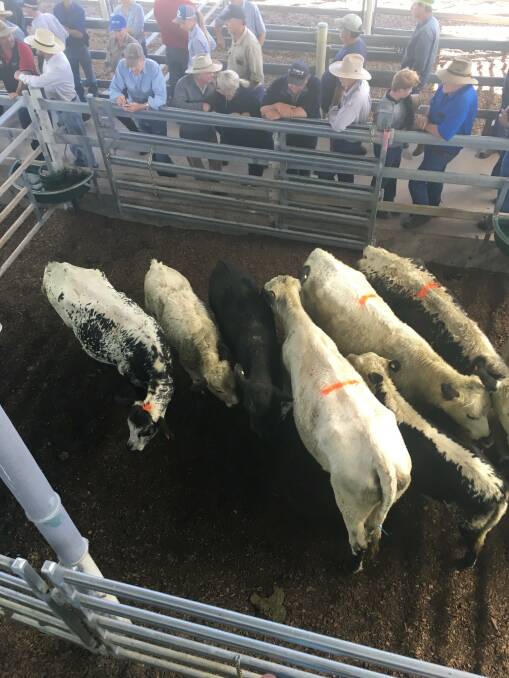 This draft of Speckled Park heifers and calves sold at $3300 a unit.