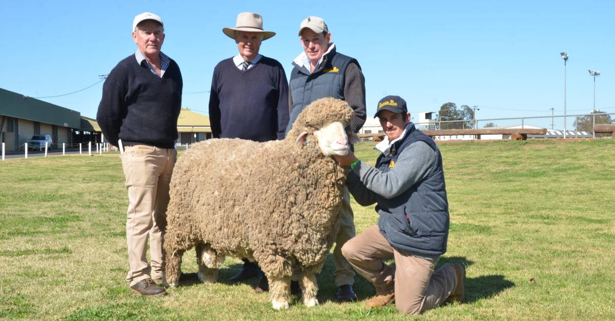 A syndicate of five Merino studs in New Zealand, Victoria and NSW combined to pay the $31,000 top price for this Roseville Park Poll Merino ram of the 2020 Dubbo National Merino Sheep Exhibition and sale. Pictured is NSW buyer, Jim Darmody, Wantana Hills stud, Boorowa, with consultant, Chris Bowman, Hay, who purchased the ram; Roseville Park co-principal Matthew Coddington and Grant Judd holds the ram.