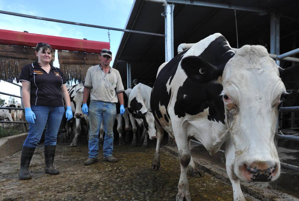 Riverina dairy farmers oppose a drought milk levy