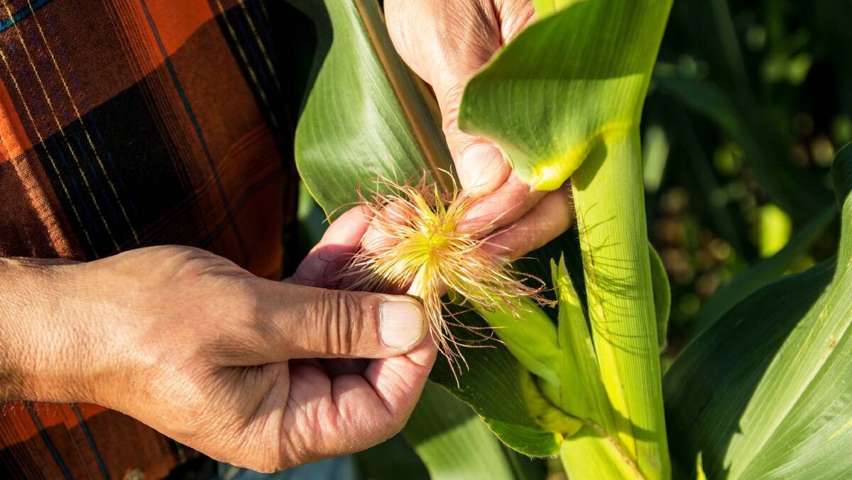 NEW: Bayer is set to release a short stature corn which will be more wind tolerant and easier to harvest. 