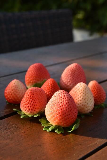 BETTER: The Pink strawberry variety which has been bred to be easier to pick, bruise less and have a longer shelf life. 