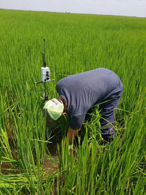 IN FIELD: A farmer installing a LESS Industries water level sensor at a rice plantation in Santa Fe, Argentina.