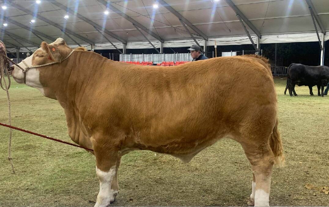 WINNER: This Simmental steer bred by Sixpence Park Simmentals and shown by Wellington High School achieved the reserve champion heavy weight carcase gong at 2019 Sydney Royal Show, scoring 91.5 points.