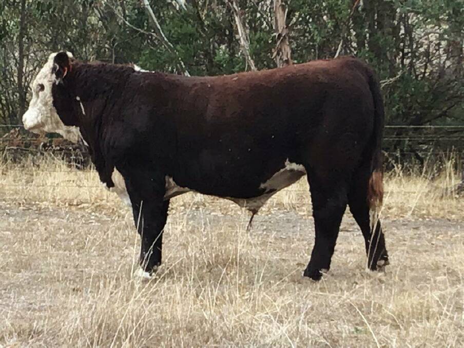 READY: Lot 48 at the Herefords Australia National Show and Sale at Wodonga, Tarcombe Legend P127.