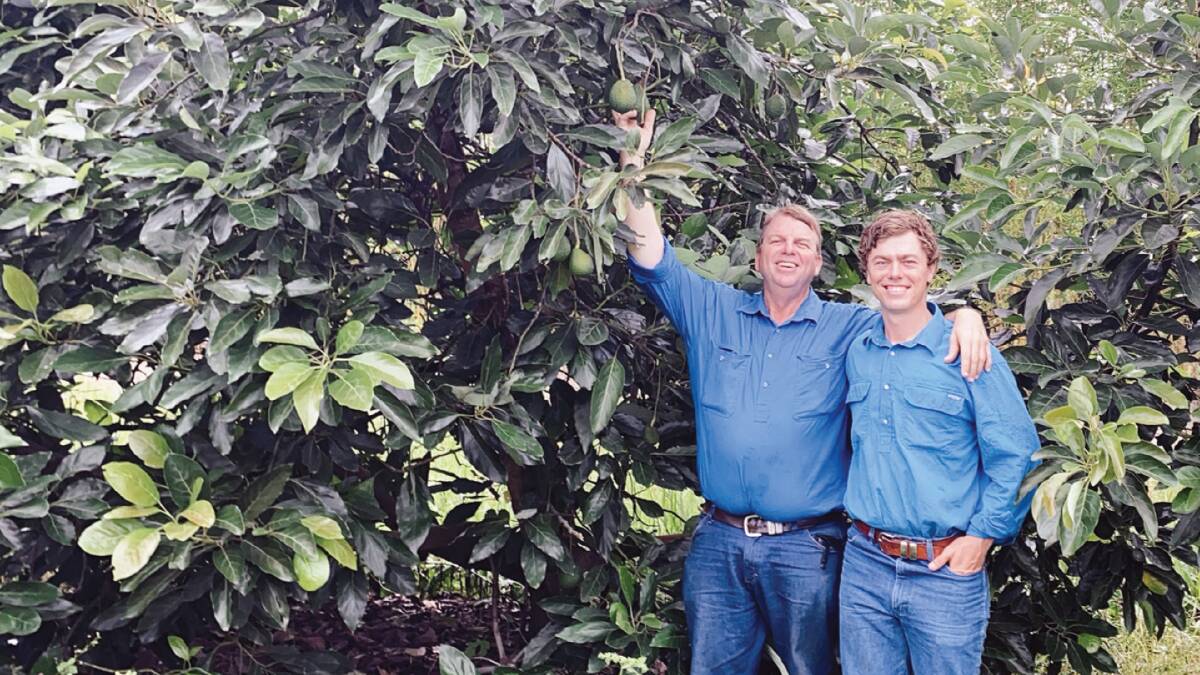 GROWING: Owners Clinton and Ben Scott, Blarney Enterprises, within some of their avocado trees at Bundaberg, Qld. 