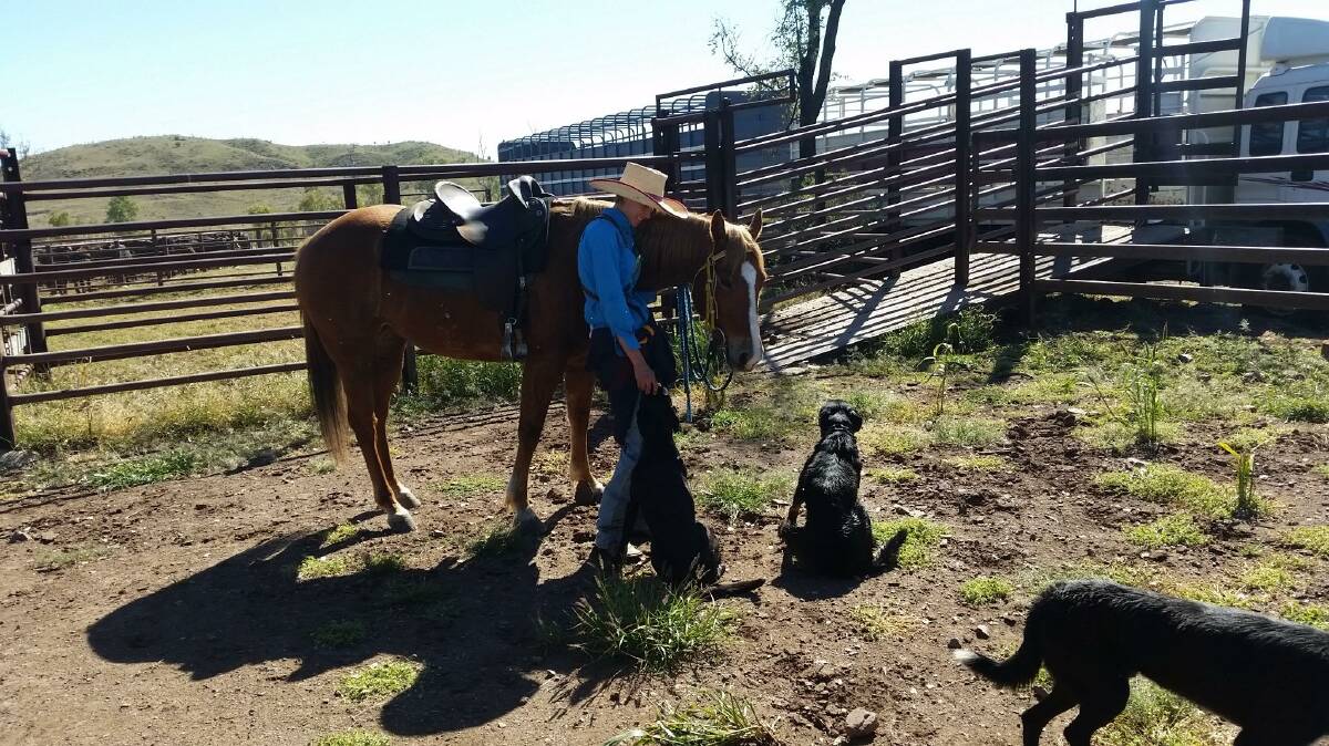 WORKING: Jessie Roberts with some of the faithful working dogs during a recent muster. 
