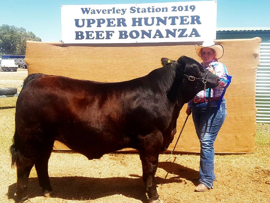 QUALITY: A Sixpence Park Simmentals steer prepared and exhibited by Wellington High School, NSW, which was a ribbon-earner on both hoof and hook at the 2019 Upper Hunter Beef Bonanza.