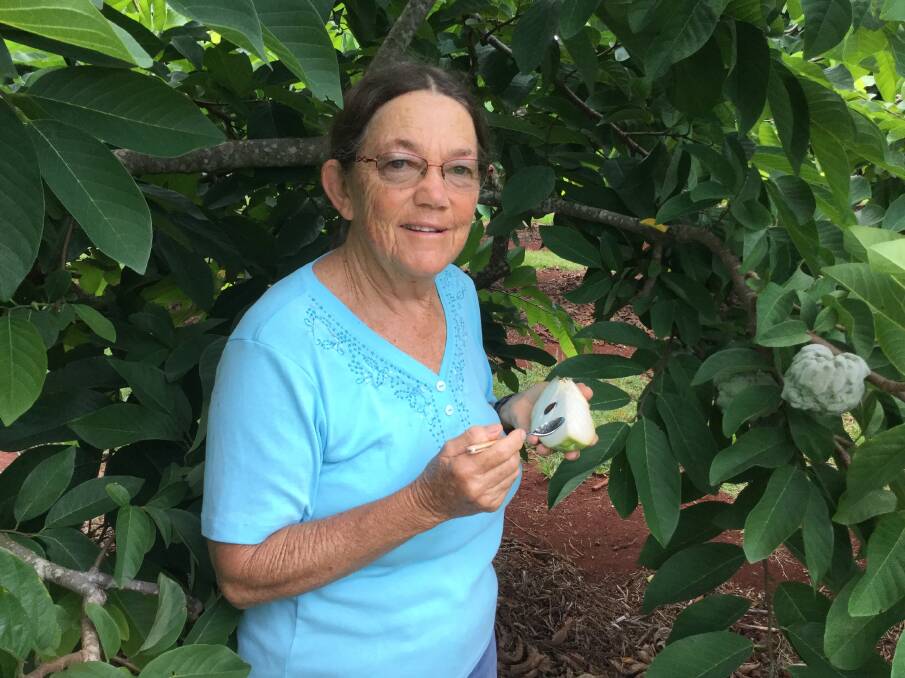 ALL GOOD: Custard apple grower Patti Stacey says the industry has experienced a near-to-perfect season with fruit quality expected to be very high. 