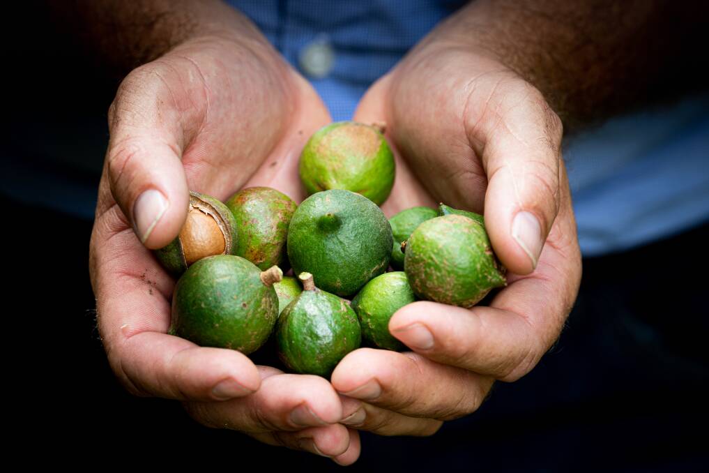 Macadamia nuts have a loyal consumer following around the world. Picture supplied