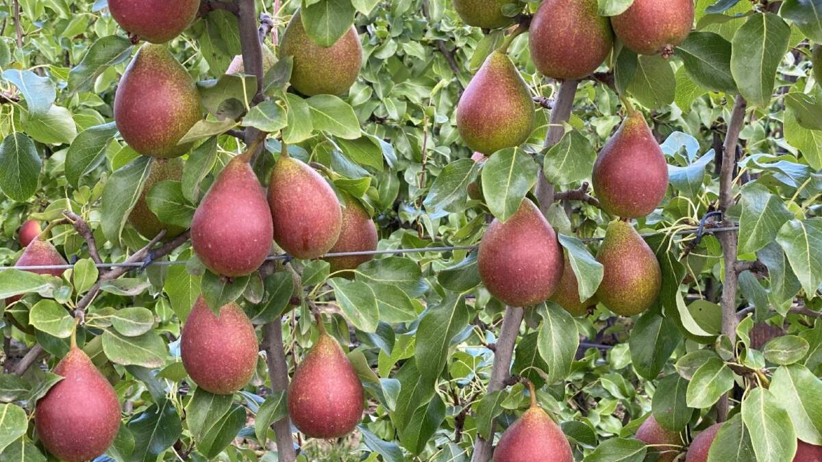ROSY: The QTee pear, originally from Norway, will be grown in Australia over the next few years. 
