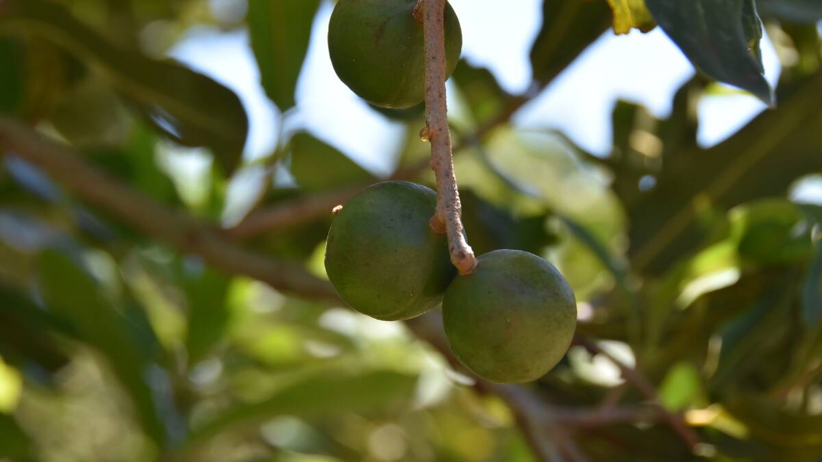 COVID not stopping macadamia harvest