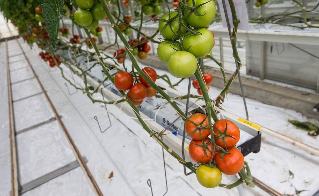 IMPROVING: The end goal of the research project is to establish a better understanding about the rhizobiome of tomatoes grown in hydroponic media in order to manipulate them for better plant health.