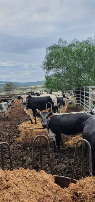 SOGGY: Even under recent wet conditions, the Mate family's Speckle Park-cross cattle are doing well, coping with the excess but welcome rainfall. 