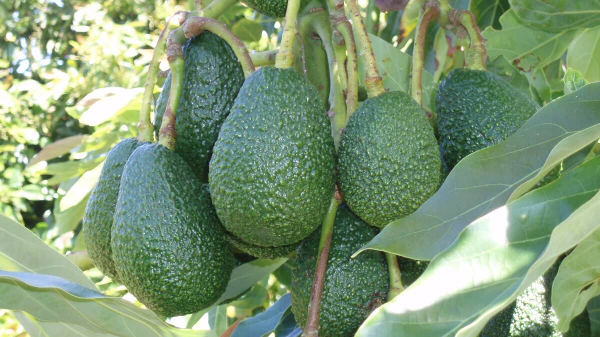 BIG: Australia is set for a record harvest of Hass avocados this season. 