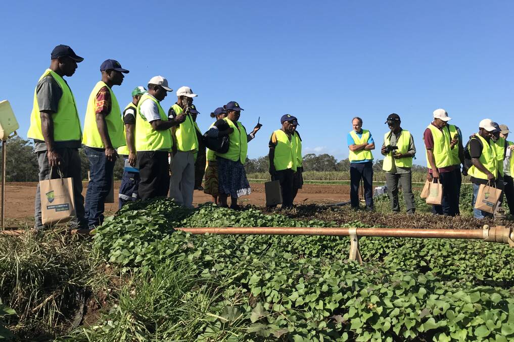 WATER: PNG growers explore the potential of irrigation within sweetpotatoes.