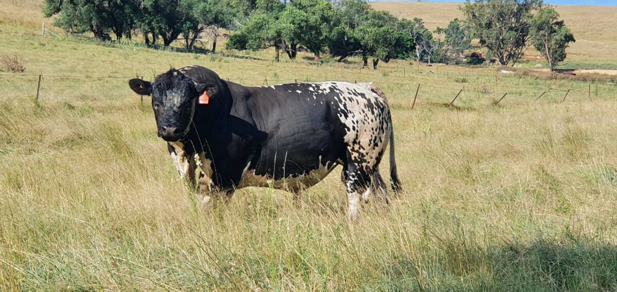 PERFORMER: One of the bulls delivering positive results for the Mate family at Bald Ridge, Leadville, NSW, from Mark Constable, Ersyldene Speckle Park Stud. 