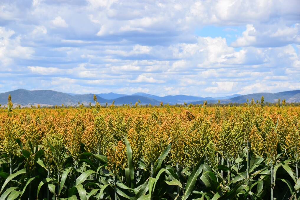 THRIVING: Applied as a band with the seed at planting, Yara Liquids FLOWPHOS 13Z gives sorghum crops the best start possible.