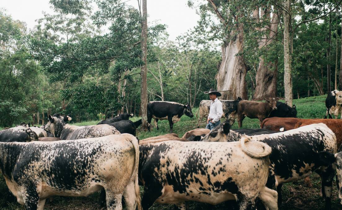 Bellingdale Farm runs about 100 commercial cattle as well as a stud operation across some 243 hectares (600 acres). Photo: Figtree Pictures