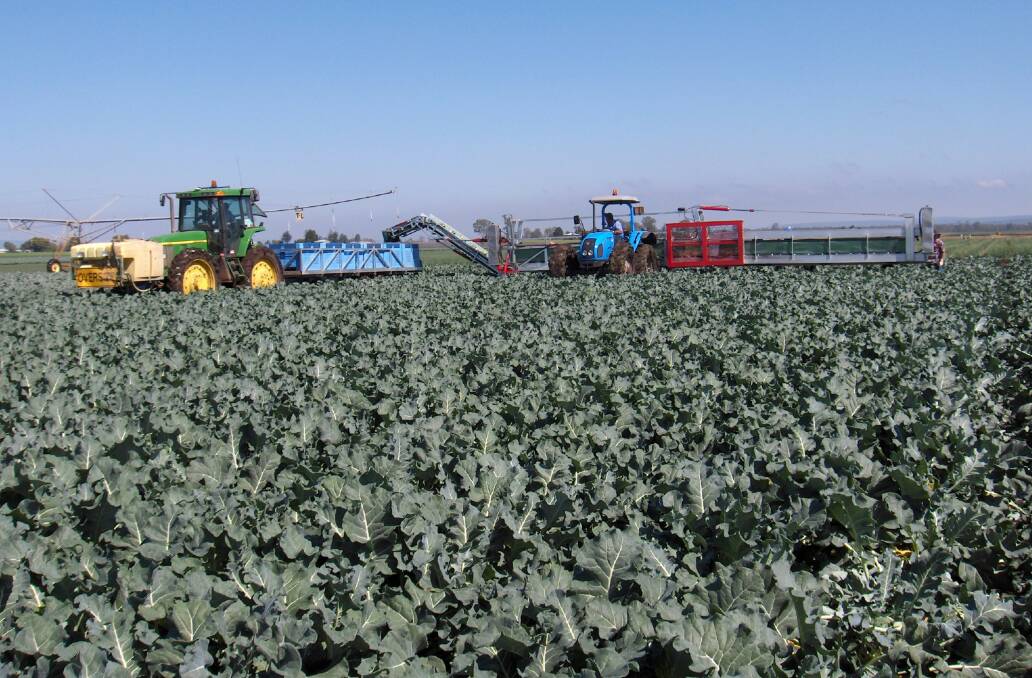 TRIAL: Major Queensland vegetable producer Qualipac will run a pilot of the digital tracking program OmniOrder.