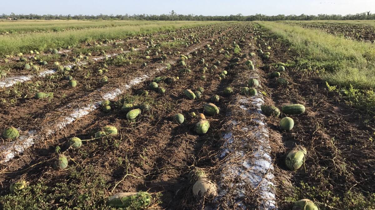 WET: Watermelons that have been underwater on the Caleo family's farm at Charters Towers. 