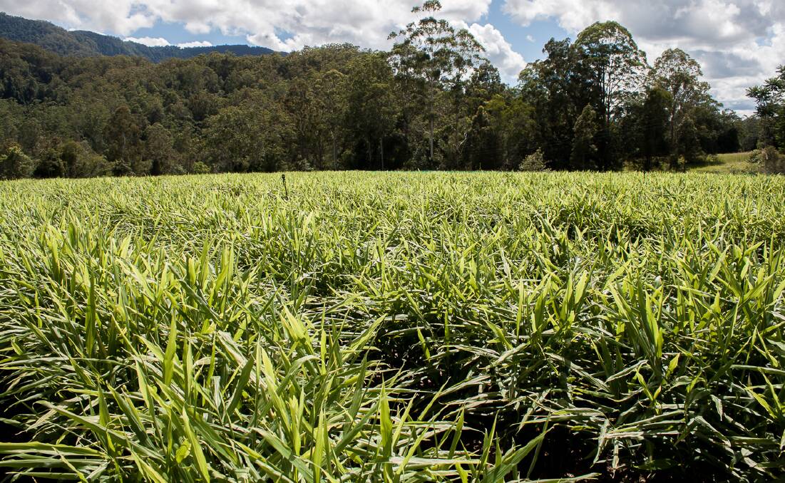 SPREAD: Bellinger River Organics has just under a hectare (2 acres) of ginger under production with plans to expand in the near future.