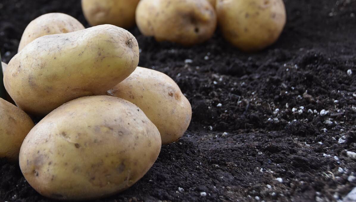CHALLENGE: Optimising the nutritional status of potatoes can be a challenge as the plant has a relatively sparse and shallow root system compared to cereals. 