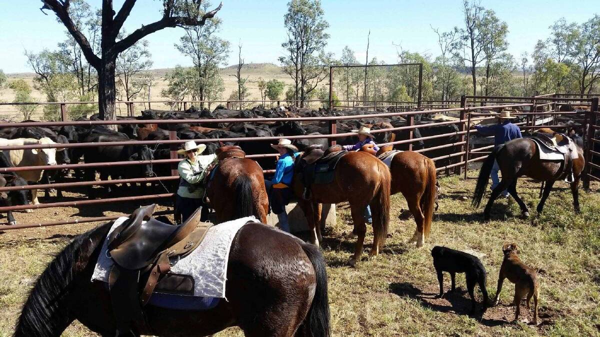 COOLER: Sylvia, Jessie, Gina and Mick Roberts, Rooken Glen, Springsure, Qld, adhere to mustering on horses to keep cattle calm and improve meat quality. 