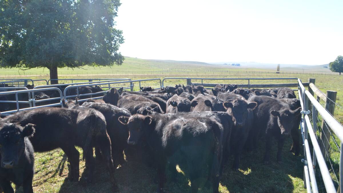 Angus Australia's new Angus Database Search will help members sort and select genetics to boost their individual productions easier and faster. 