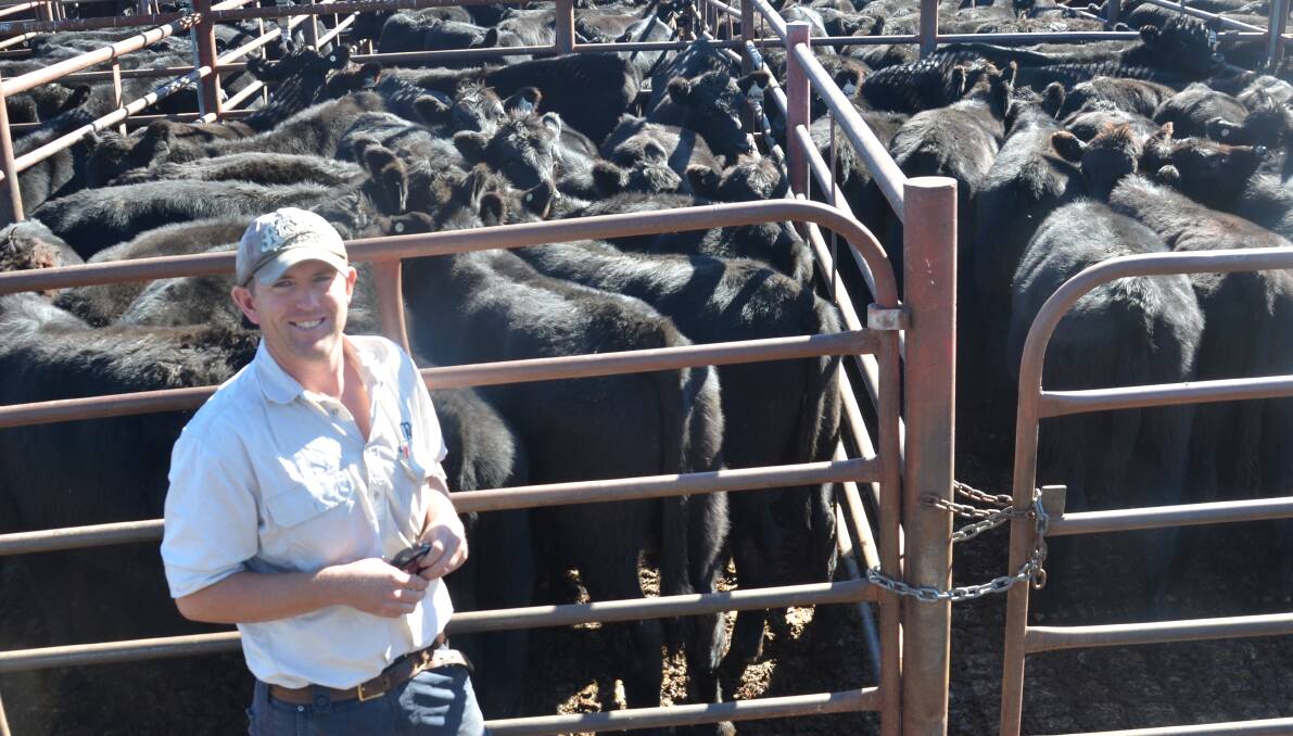 Andrew Brownlie, “Matoni”, Bundurra, sold 34 Angus weaner steers at Inverell which topped at $979.