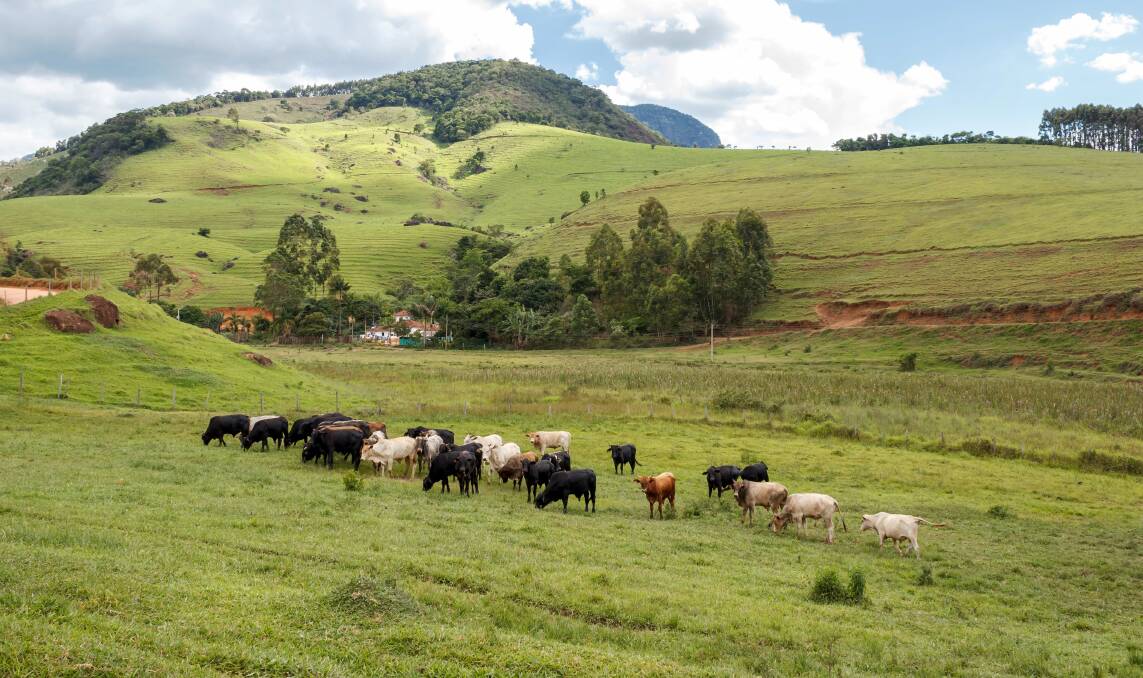 Cattle grazing at Minas Gerias, Brazil, one of two states where atypical BSE was discovered in meat plants.