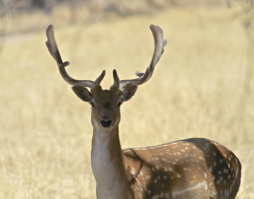 Targeted approach needed to tackle deer problem