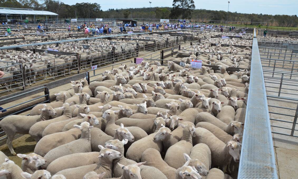 Saleyard operators will be able to access a 75pc rebate on infrastructure needed for the transition to eID tags in sheep. File picture