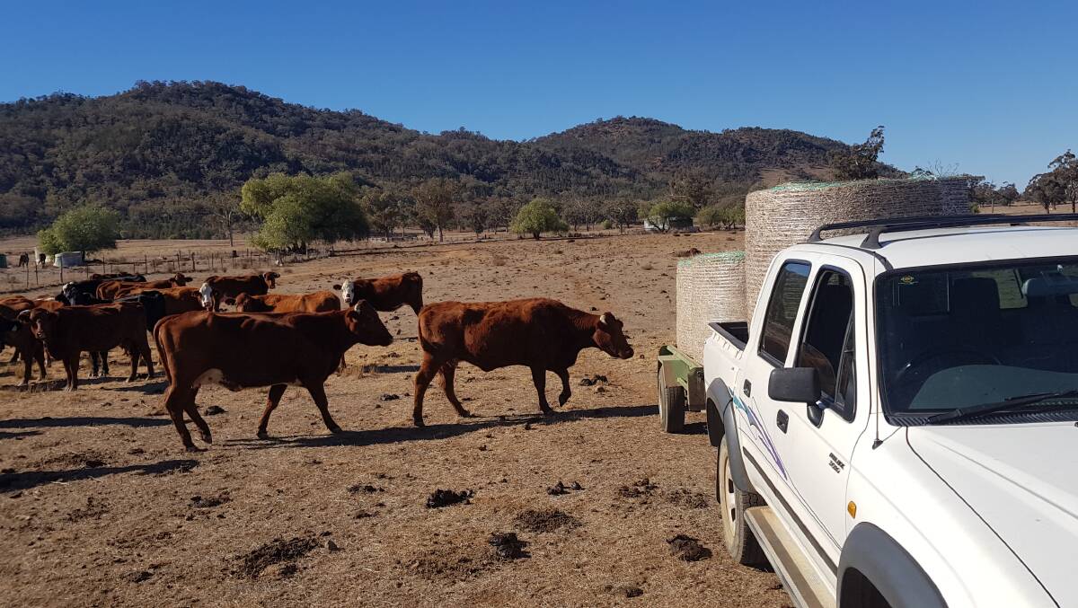 Delivering hay to some graziers and animals in need.