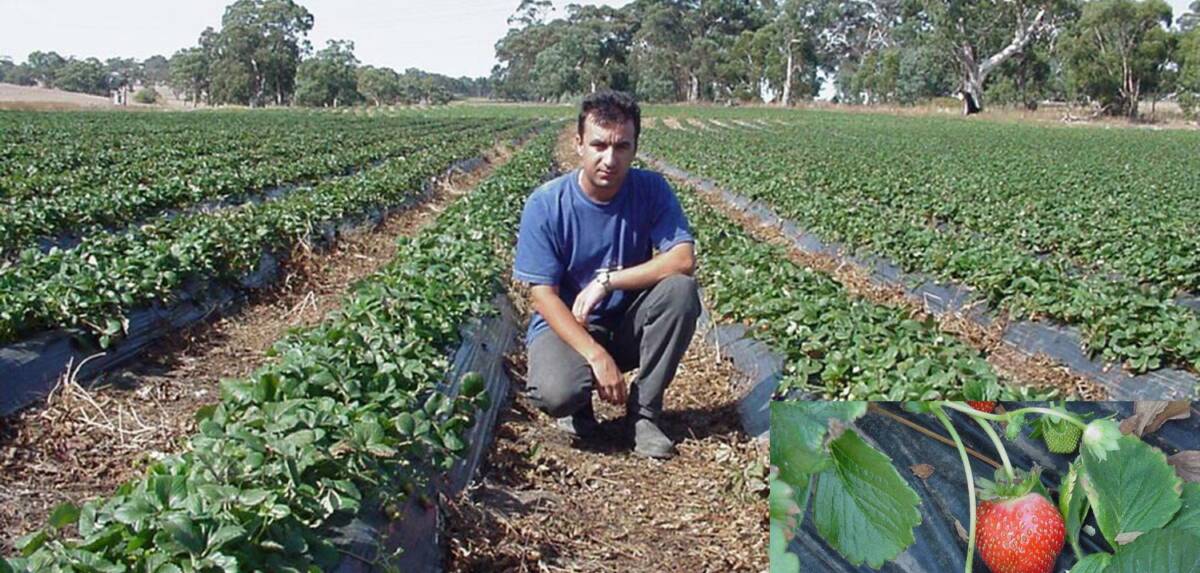 Strawberry farmer George Piliouras uses Hydrosmart on 1,500 ppm water and sees large growth improvement in yield and plant vigour.