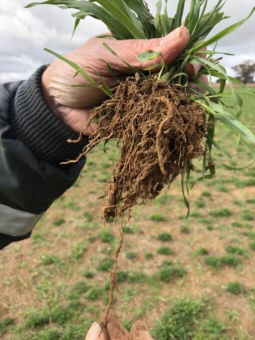 Doug and Michelle Brunskill of Brunslea, near Wagga, are happy with the plant development of their Moby Barley after using Worm Hit fertiliser. 