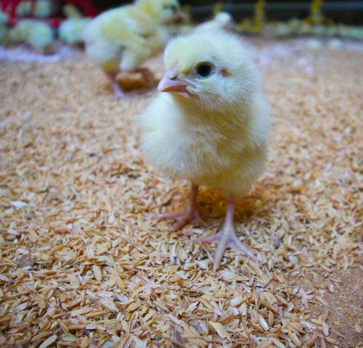 NEW: Enviroganic Farm gets day-old Cobb chicks in which then spend three weeks brooding. 