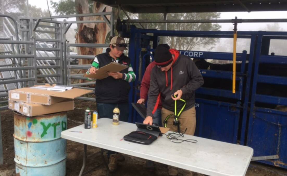 KEEPING TABS: Tocal Dairy senior livestock officer Emily Elliot prepares HeatTime Pro + collars for attaching to fresh cows at Tocal, assisted by Semex staff.
