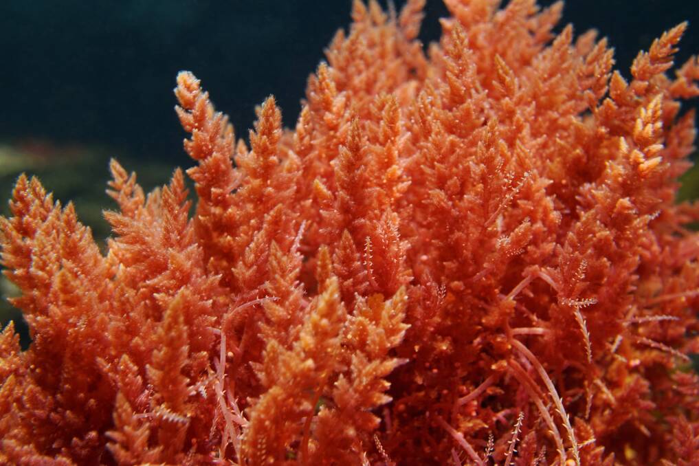 CLEANER: The red seaweed, Asparagopsis, has shown to help reduce methane emissions from cattle by 90 per cent. Photo: Shutterstock.