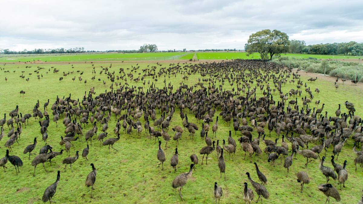 One for the 'big' birds: all 6000 of them
