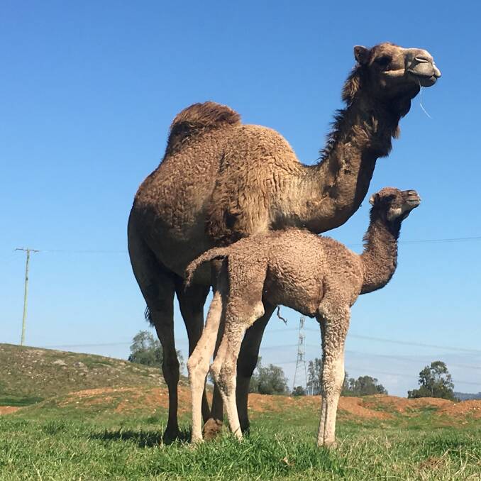 NATURAL: Weaning at Camel Milk NSW is left to the animals to decide.