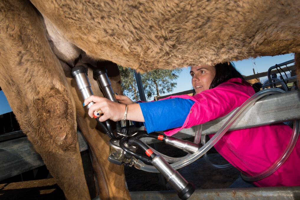 EASIER: Michelle Phillips, Camel Milk NSW, believes milking camels is easier than cattle as the udder is higher off the ground.