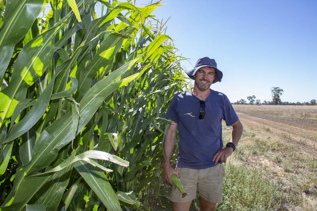 Shepparton dairy farmer Duncan Crawford has been fuelling his 800 Holsteins on corn silage.