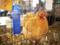 WINNERS: The return of poultry shows is a win not only for those showing birds, but the community in general. Photo: Shutterstock