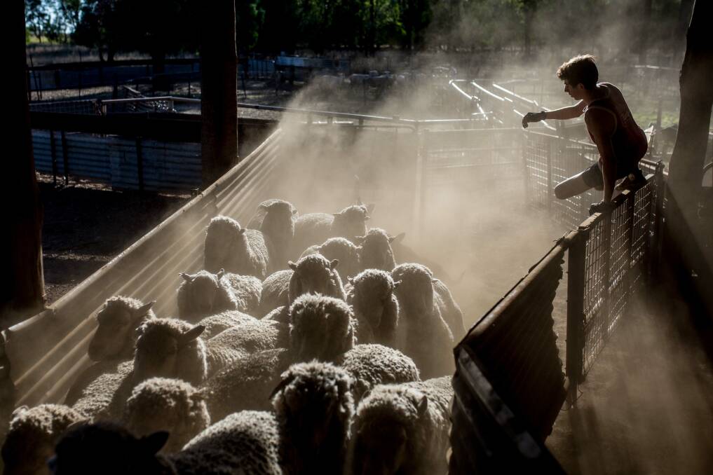 EFFECTIVE: Chantel McAlister started The Truth About Wool Tour to help show what the wool industry is really like.