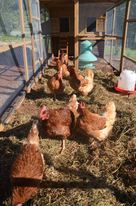 A GOOD HOME: The Hy-line hens Bruce Pattinson rescued legally from a farm have adapted well to their new surroundings.