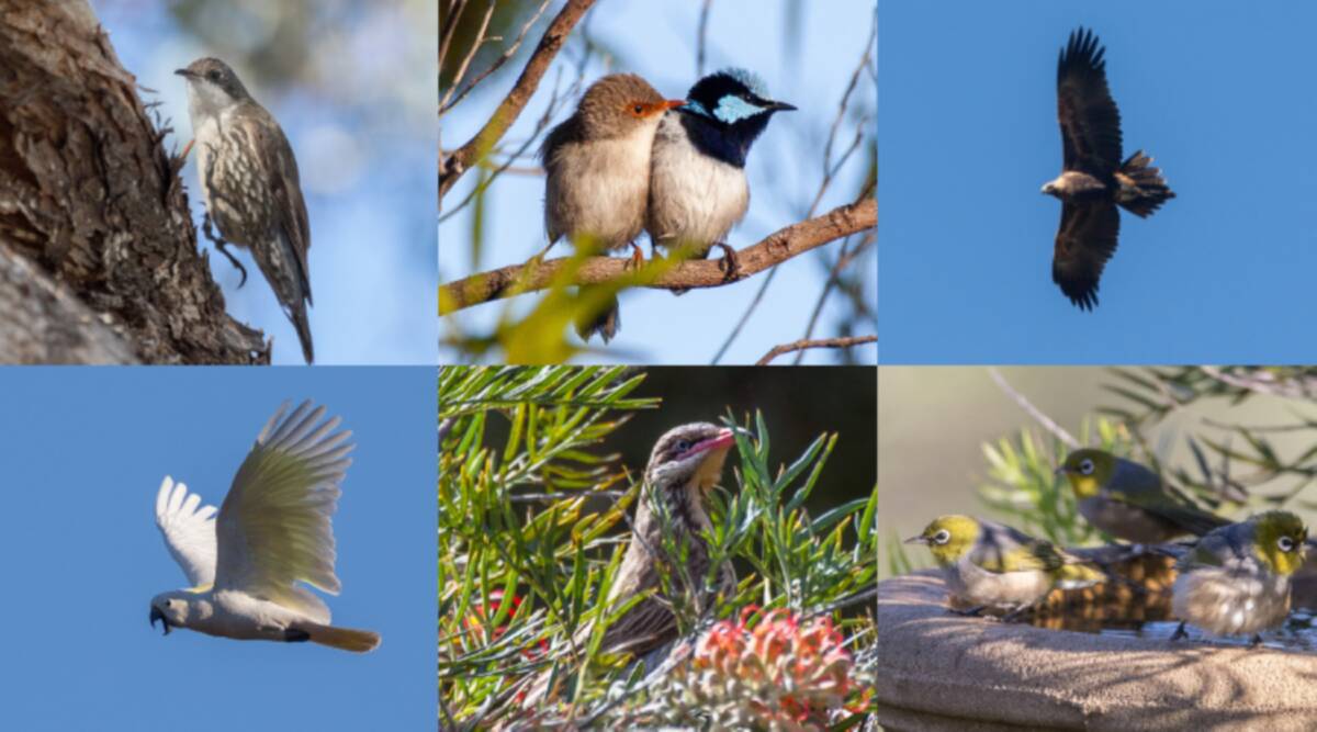 CAPTURED: Ross Pride's brother-in-law caught some great photos of the native birds which frequent Billagal, near Mudgee NSW.
