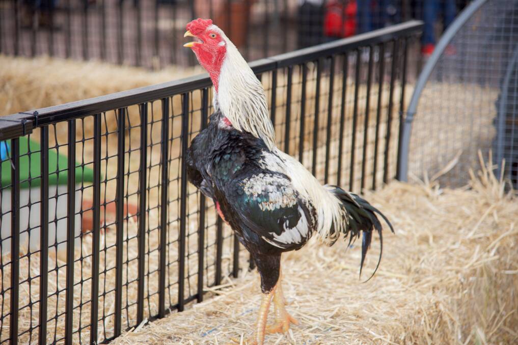 MEATY: Some of the larger rare breeds are used as meat birds, especially the Dorkings.