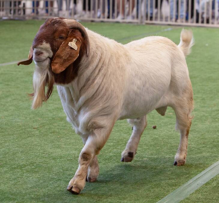 Pacifica Alan has been a star for Pacifica Boer Goat Stud, claiming multiple awards at Sydney Royal Show, including supreme exhibit, and played an important role in the genetic line.
