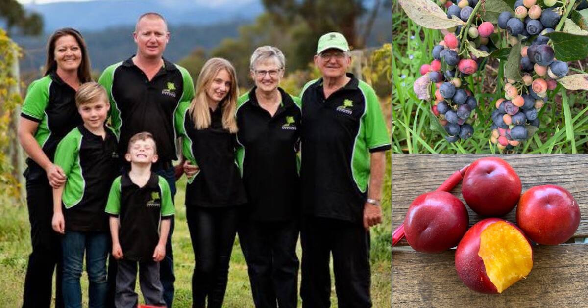 FAMILY AFFAIR: The Christie family, including Jaime, Mitchel, Byran, Nathan, Kirra, Trish and John, have been growing produce at Canoelands Orchard for nearly 100 years. Nectarines and blueberries are just some of the fruit they grow.