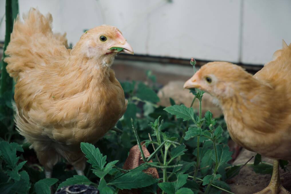 TOGETHER: Introducing two new pullets to the flock stops the focus being on one bird. Photo: Shutterstock.